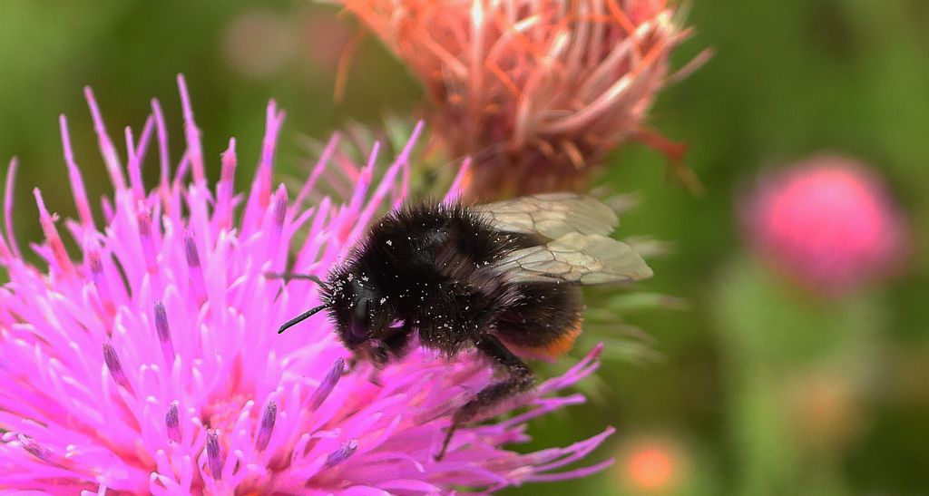 Trzmiel kamiennik (Bombus lapidarius)