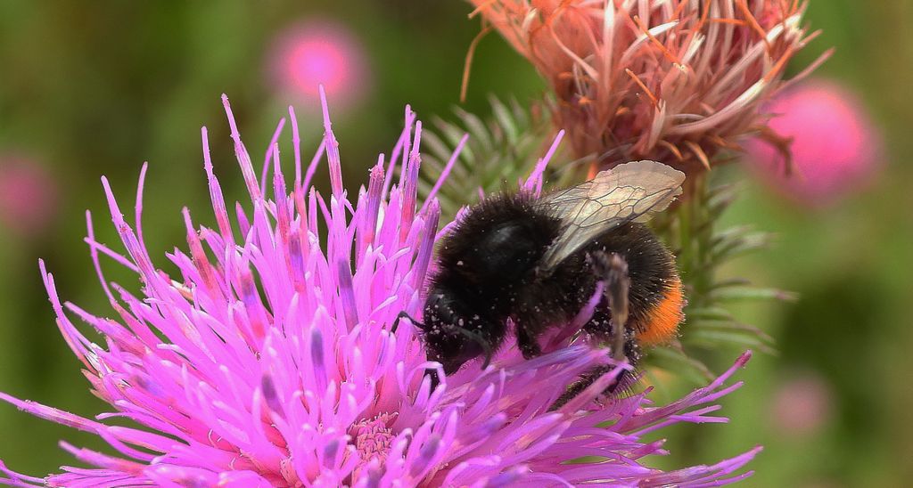 Trzmiel kamiennik (Bombus lapidarius)