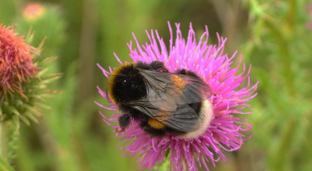 Trzmiel ziemny (Bombus terrestris)
