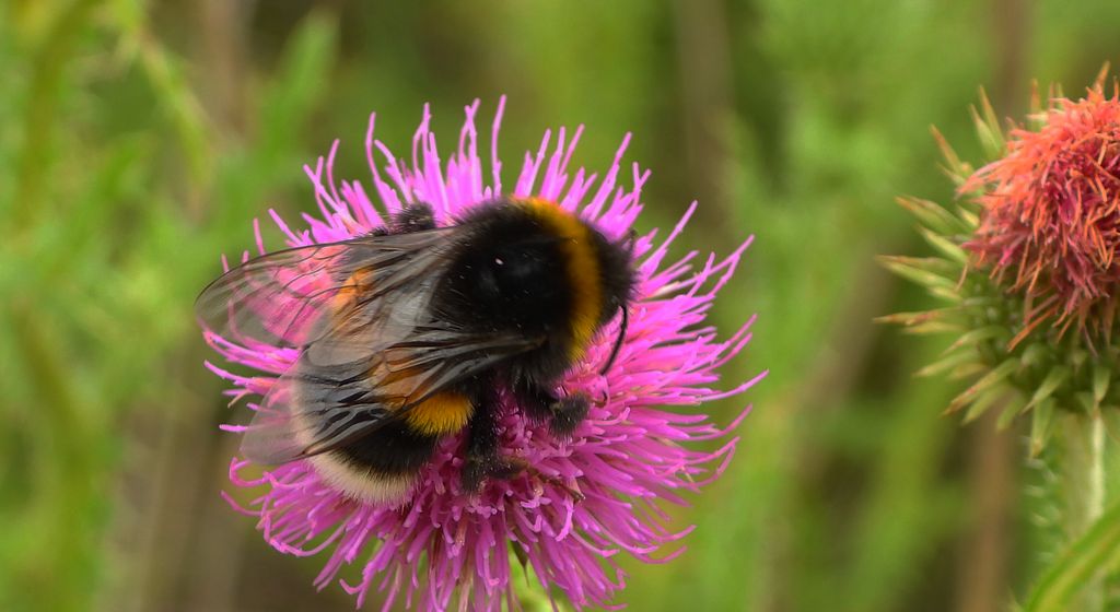 Trzmiel ziemny (Bombus terrestris)