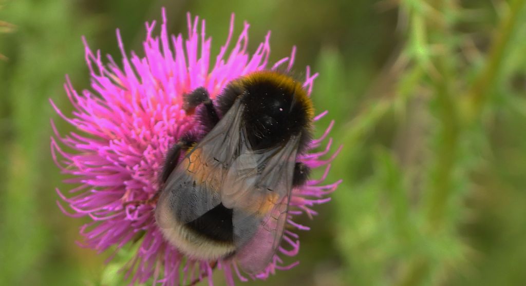 Trzmiel ziemny (Bombus terrestris)