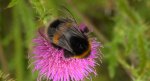 Trzmiel ziemny (Bombus terrestris)