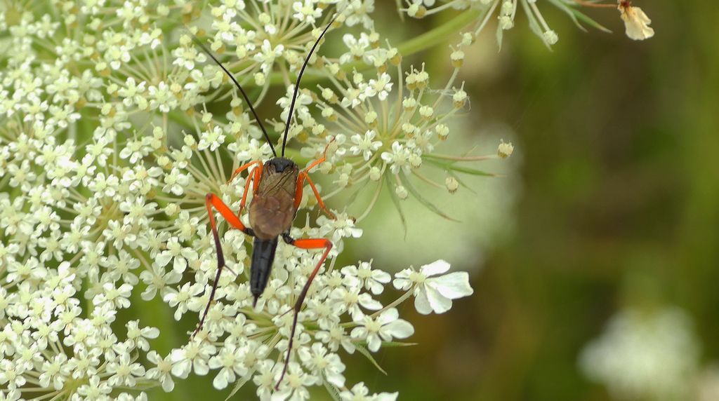 Trzpiennik sosnowiec (Sirex noctilio)
