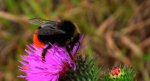 Trzmiel kamiennik (Bombus lapidarius)