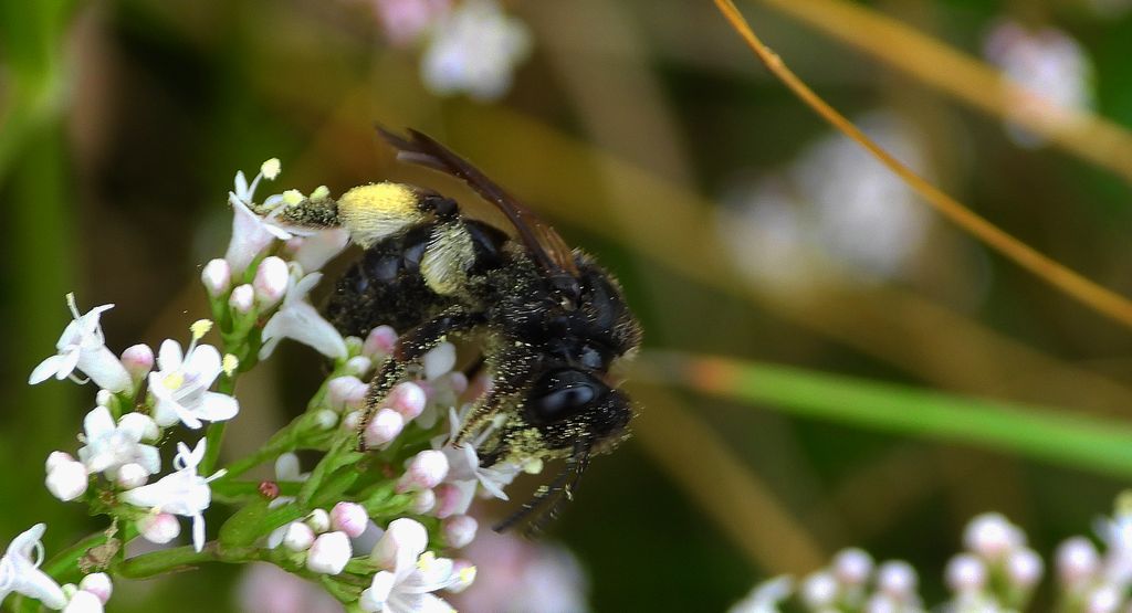 Pszczolinka brunetka (Andrena pilipes)