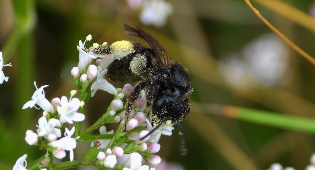 Pszczolinka brunetka (Andrena pilipes)