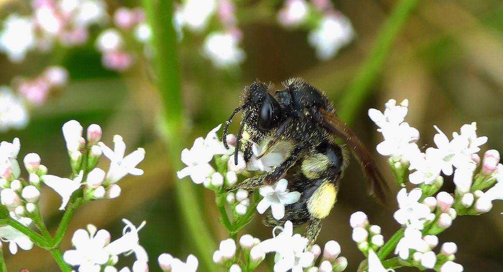 Pszczolinka brunetka (Andrena pilipes)
