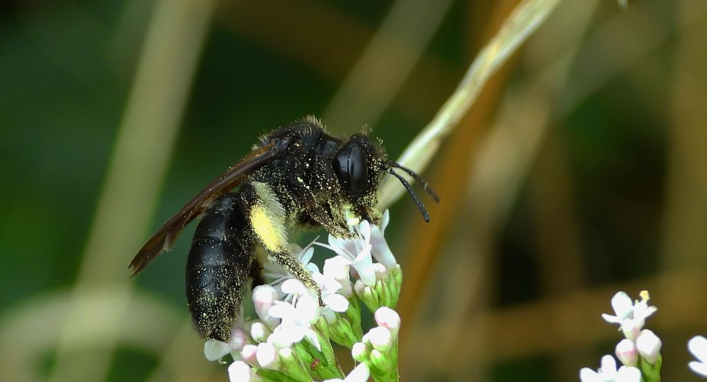 Pszczolinka brunetka (Andrena pilipes)