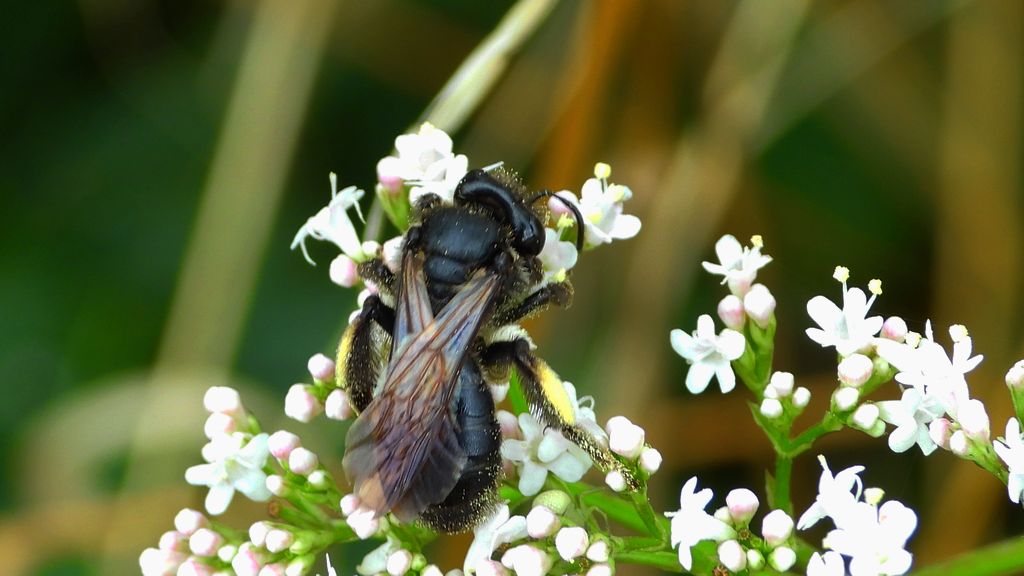 Pszczolinka brunetka (Andrena pilipes)