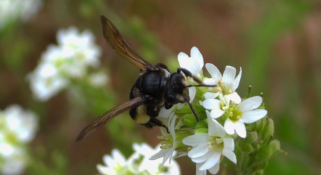 Pszczolinka brunetka (Andrena pilipes)