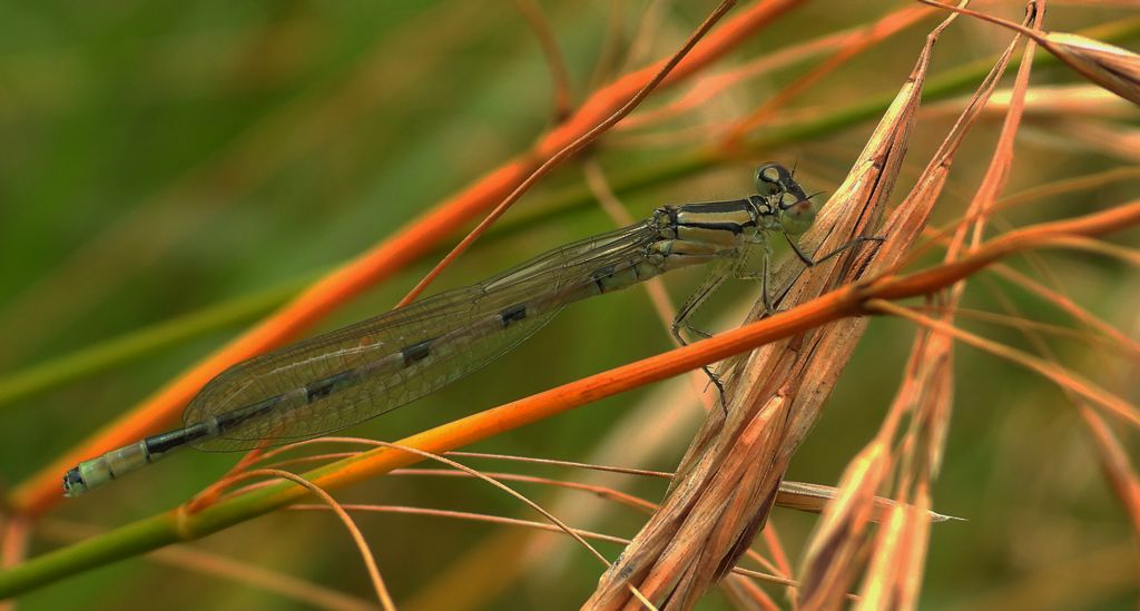 Łątka dzieweczka (Coenagrion puella)