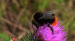 Trzmiel kamiennik (Bombus lapidarius)