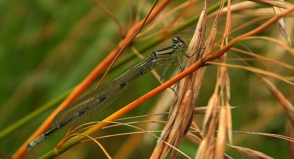 Łątka dzieweczka (Coenagrion puella)