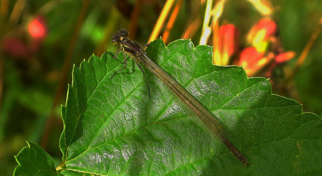 Łątka dzieweczka (Coenagrion puella)