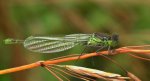 Łątka dzieweczka (Coenagrion puella)