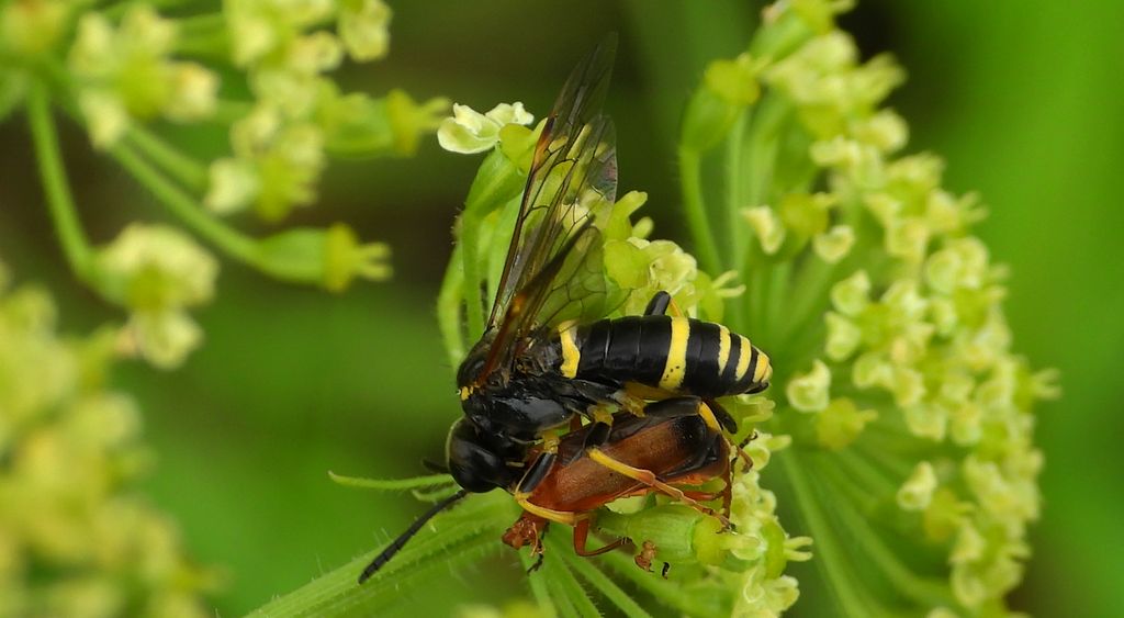 Pilarz osowiec (Tenthredo vespa)