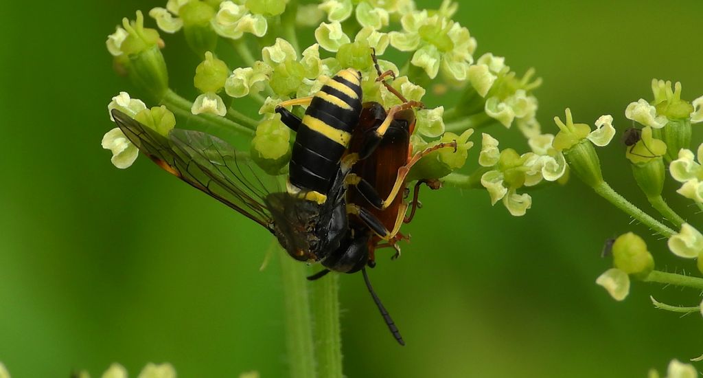 Pilarz osowiec (Tenthredo vespa)