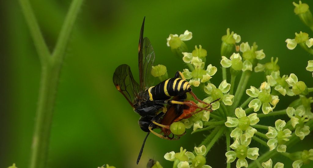 Pilarz osowiec (Tenthredo vespa)