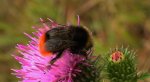 Trzmiel kamiennik (Bombus lapidarius)
