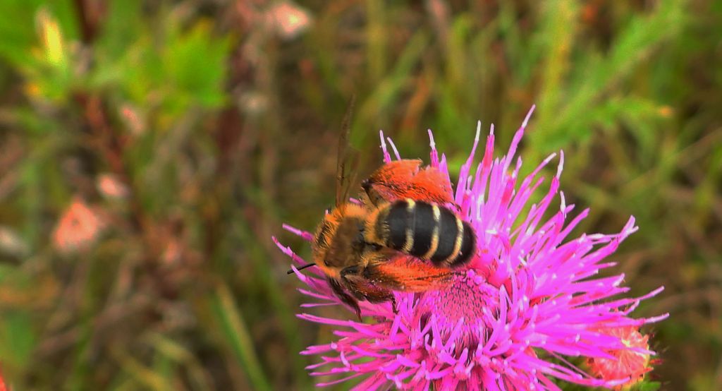 Obrostka letnia (Dasypoda hirtipes)