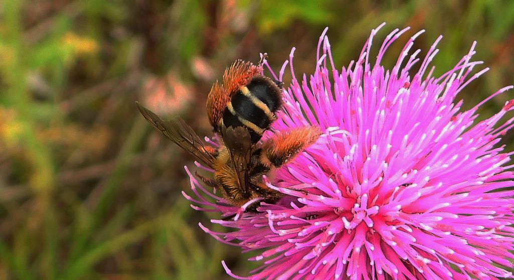 Obrostka letnia (Dasypoda hirtipes)