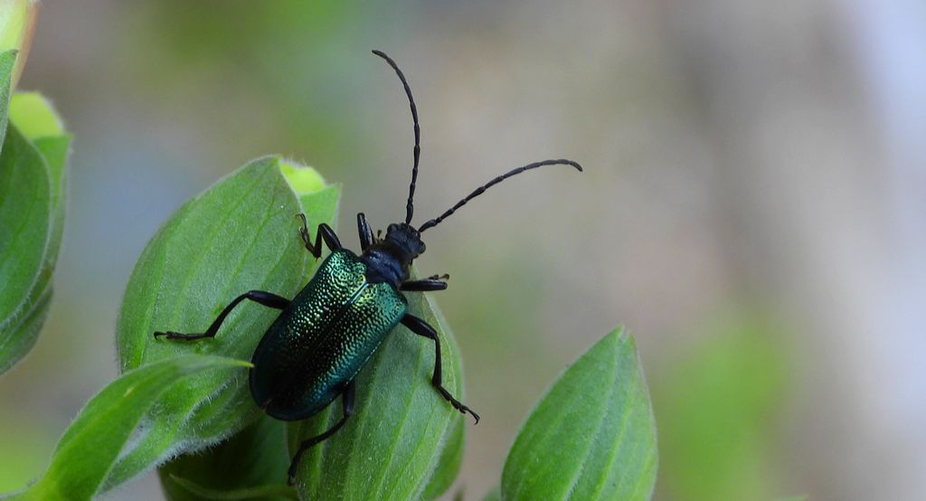 Sichrawa górska (Gaurotes virginea)