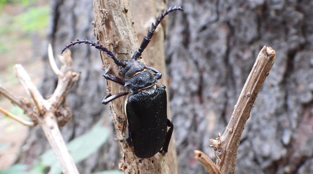 Dyląż garbarz (Prionus coriarius)