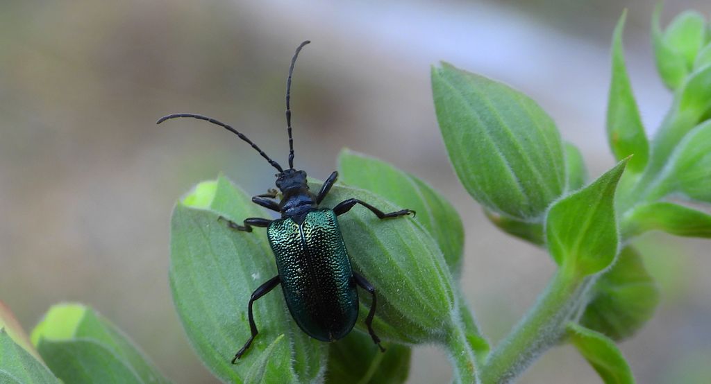 Sichrawa górska (Gaurotes virginea)