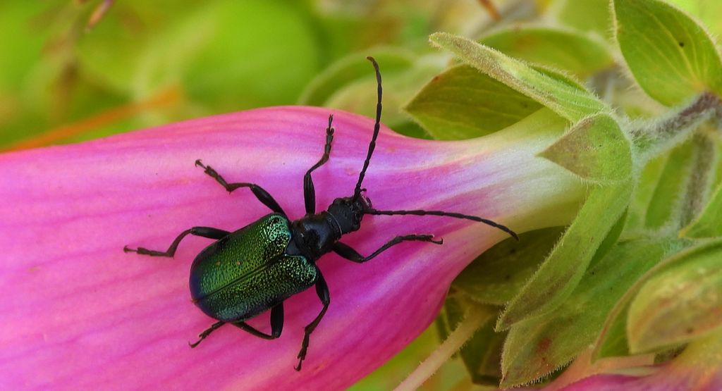 Sichrawa górska (Gaurotes virginea)