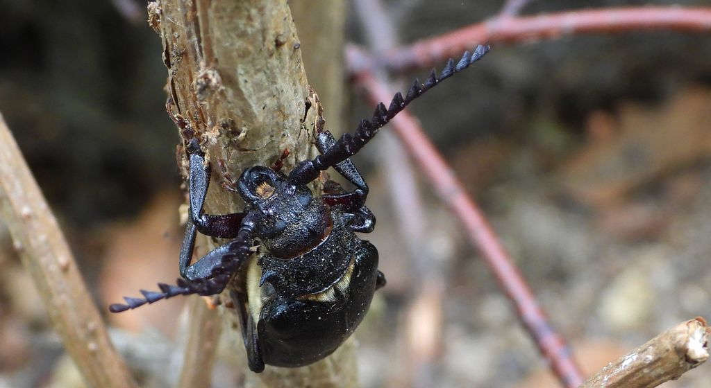 Dyląż garbarz (Prionus coriarius)
