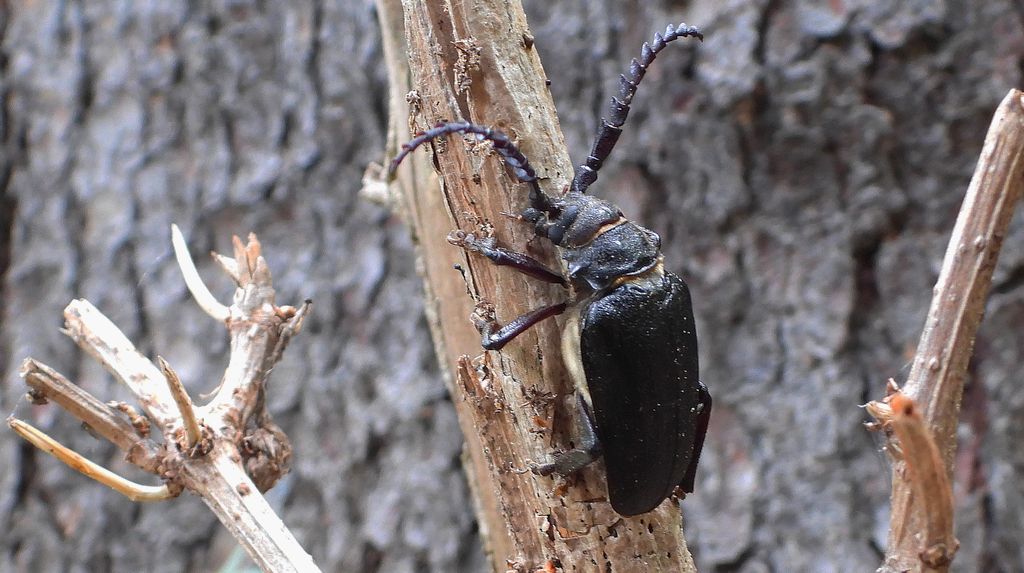 Dyląż garbarz (Prionus coriarius)