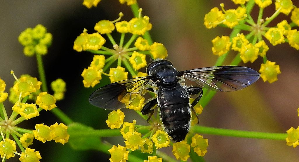Nieżłop tłustonogi (Pipiza austriaca)