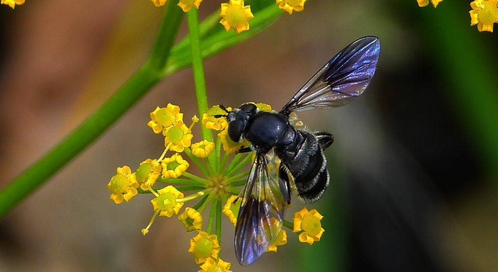 Nieżłop tłustonogi (Pipiza austriaca)
