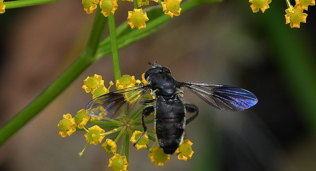 Nieżłop tłustonogi (Pipiza austriaca)