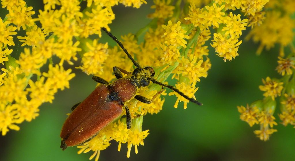 Zmorsznik czerwony (Stictoleptura rubra)