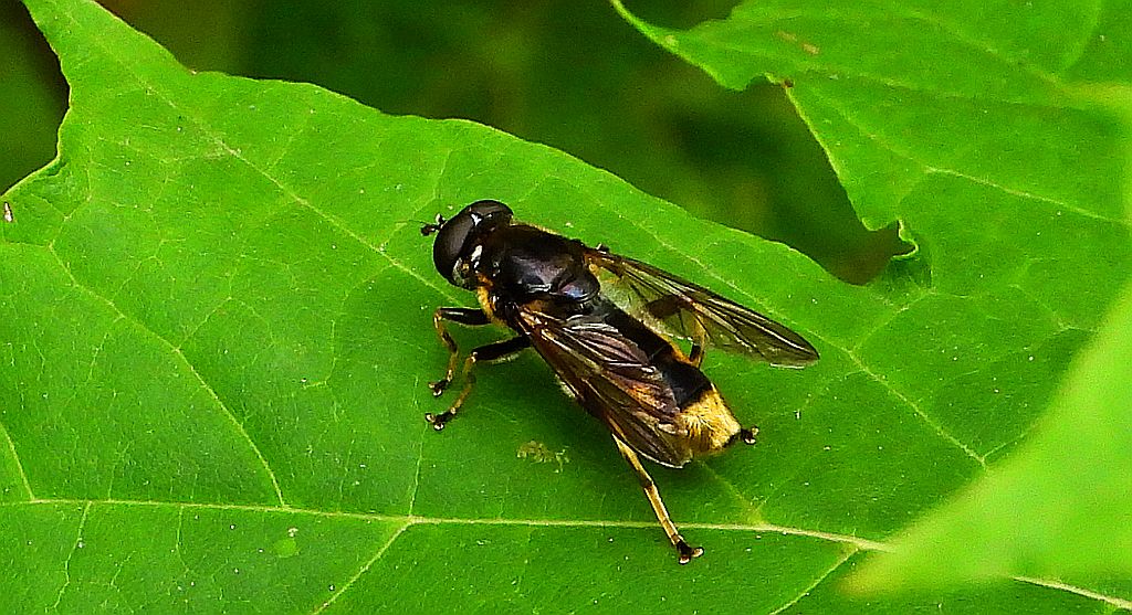 Imik leśny (Xylota sylvarum)