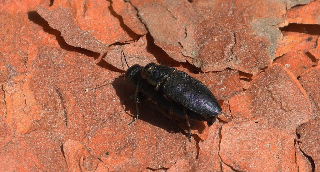 Przypłaszczek granatek (Phaenops cyanea)