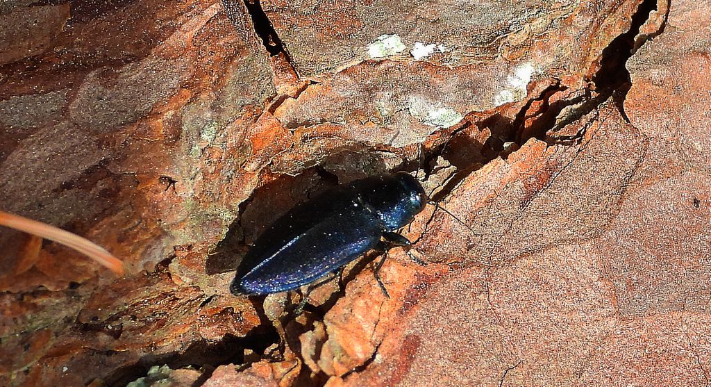 Przypłaszczek granatek (Phaenops cyanea)