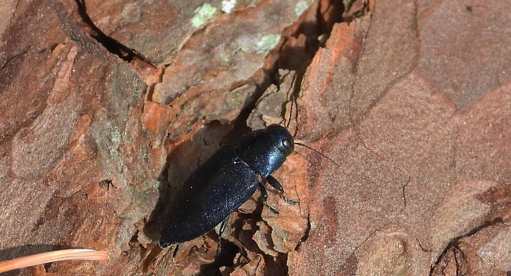 Przypłaszczek granatek (Phaenops cyanea)