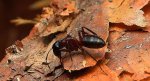 Gmachówka drzewotoczna (Camponotus ligniperda)