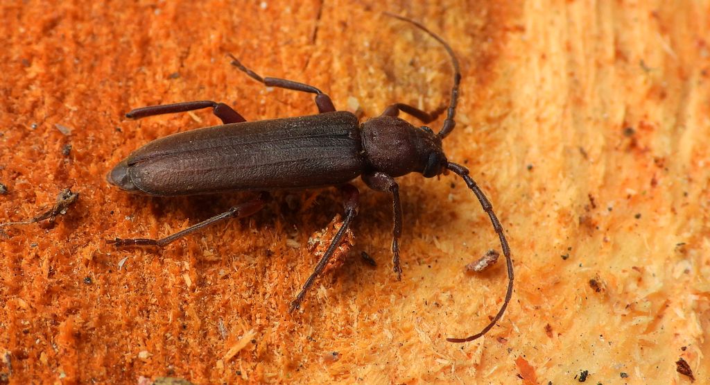 Wykarczak sosnowy (Arhopalus rusticus)