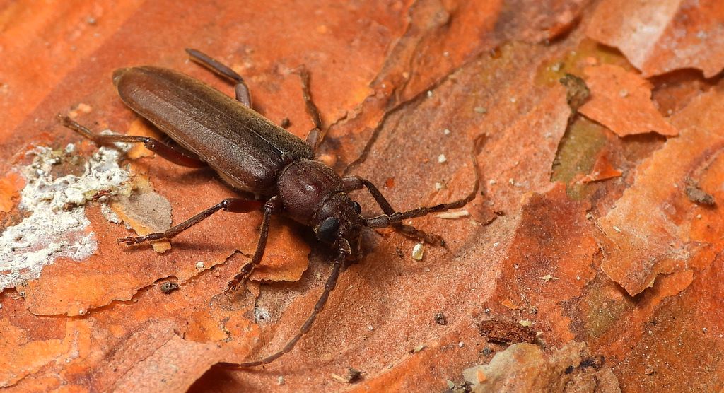 Wykarczak sosnowy (Arhopalus rusticus)