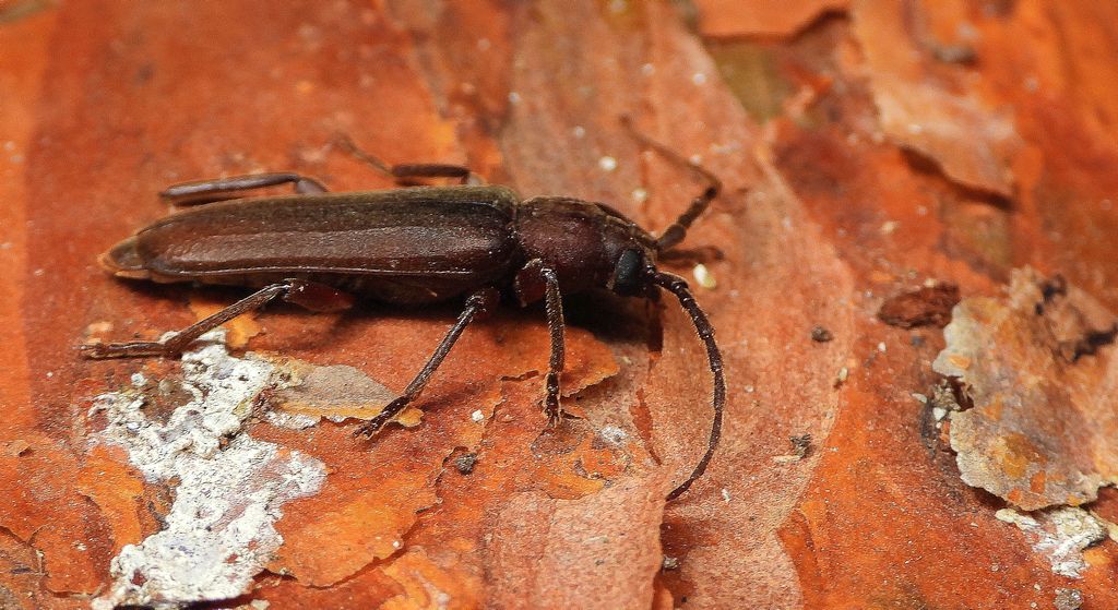 Wykarczak sosnowy (Arhopalus rusticus)