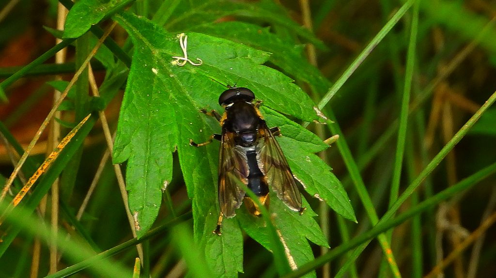 Imik leśny (Xylota sylvarum)