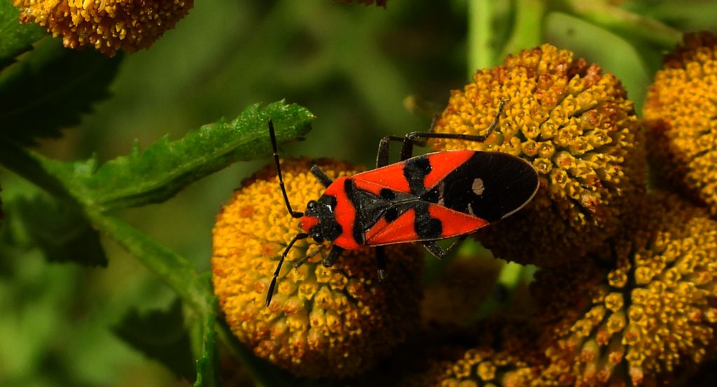 Zwiniec rycerzyk, spodziec rycerzyk (Lygaeus equestris)
