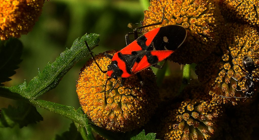 Zwiniec rycerzyk, spodziec rycerzyk (Lygaeus equestris)