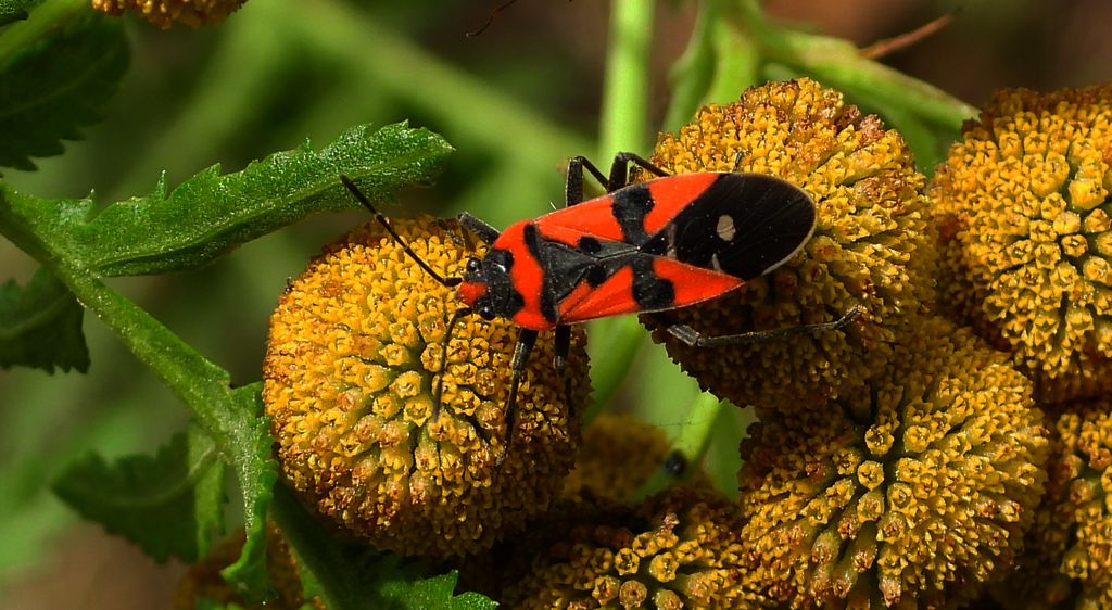 Zwiniec rycerzyk, spodziec rycerzyk (Lygaeus equestris)