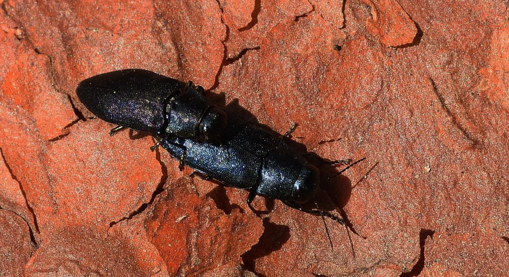 Przypłaszczek granatek (Phaenops cyanea)