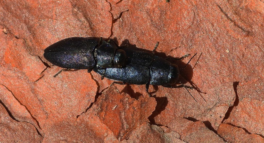 Przypłaszczek granatek (Phaenops cyanea)