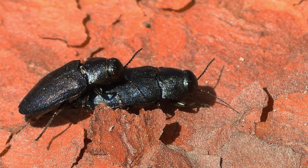 Przypłaszczek granatek (Phaenops cyanea)